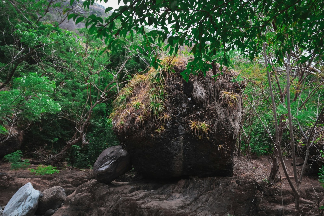 Uganda gorilla trekking