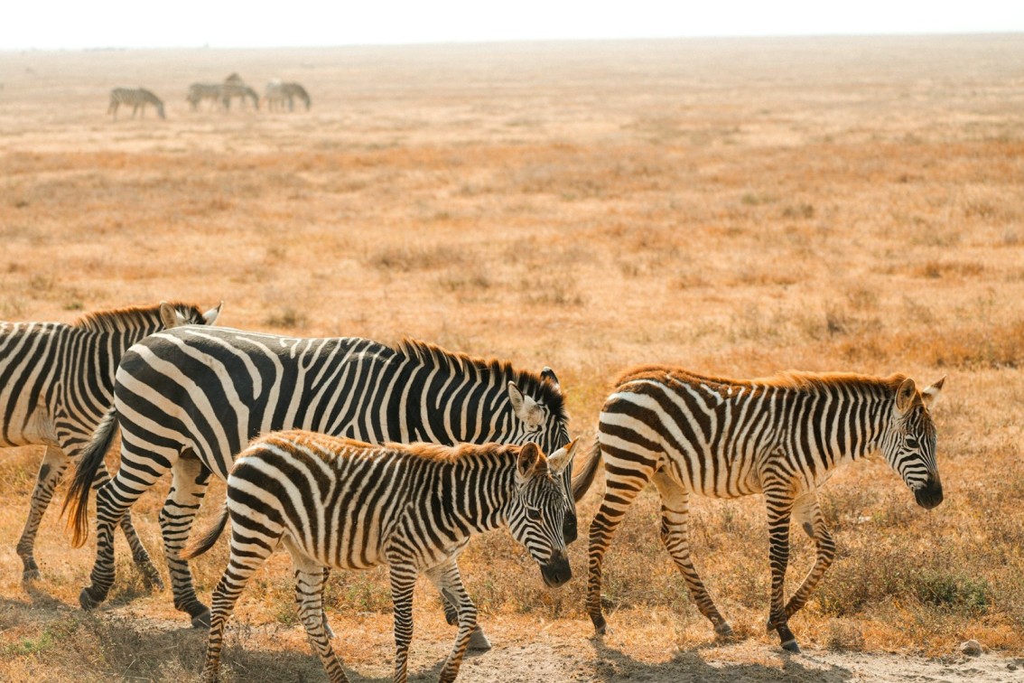 Tanzania safaris