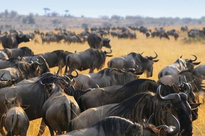Wildbeest Migration Safari