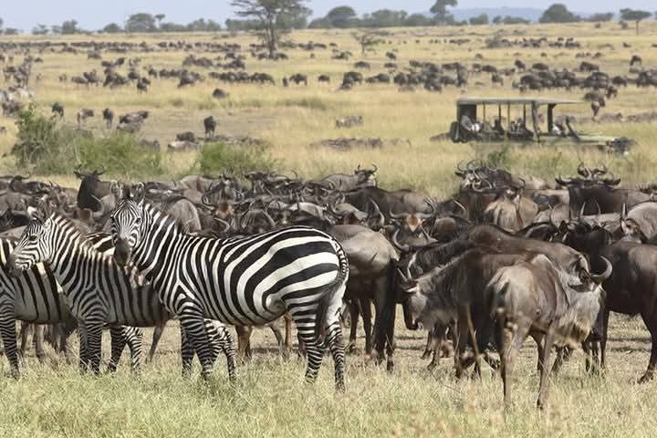 Maasai Mara Tour Adventure